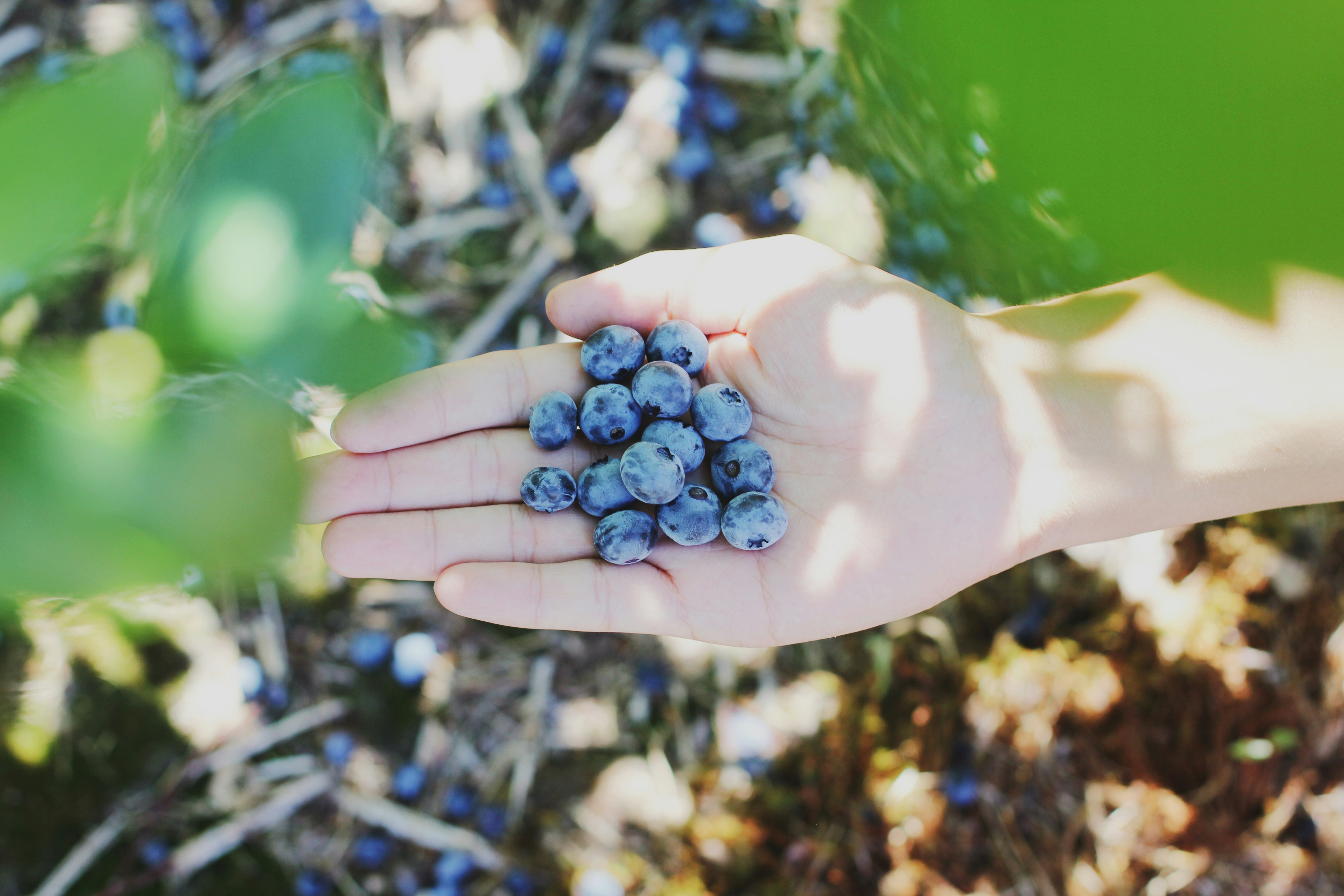 Blueberry for kids