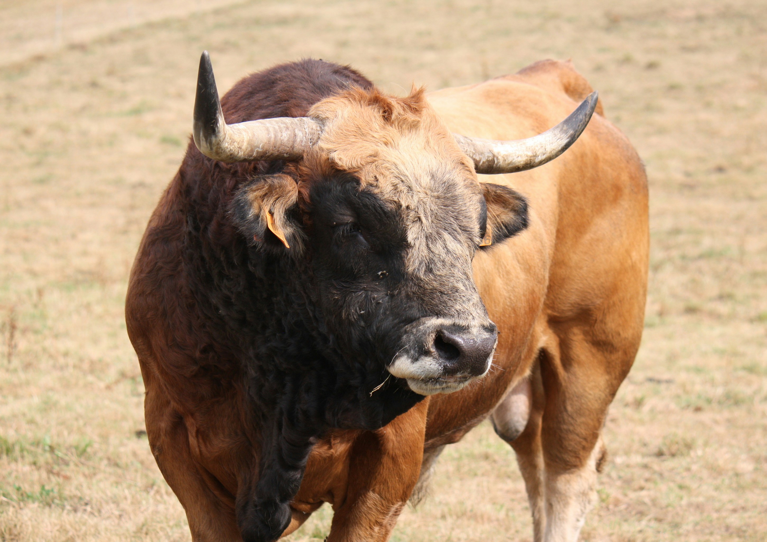 Bull