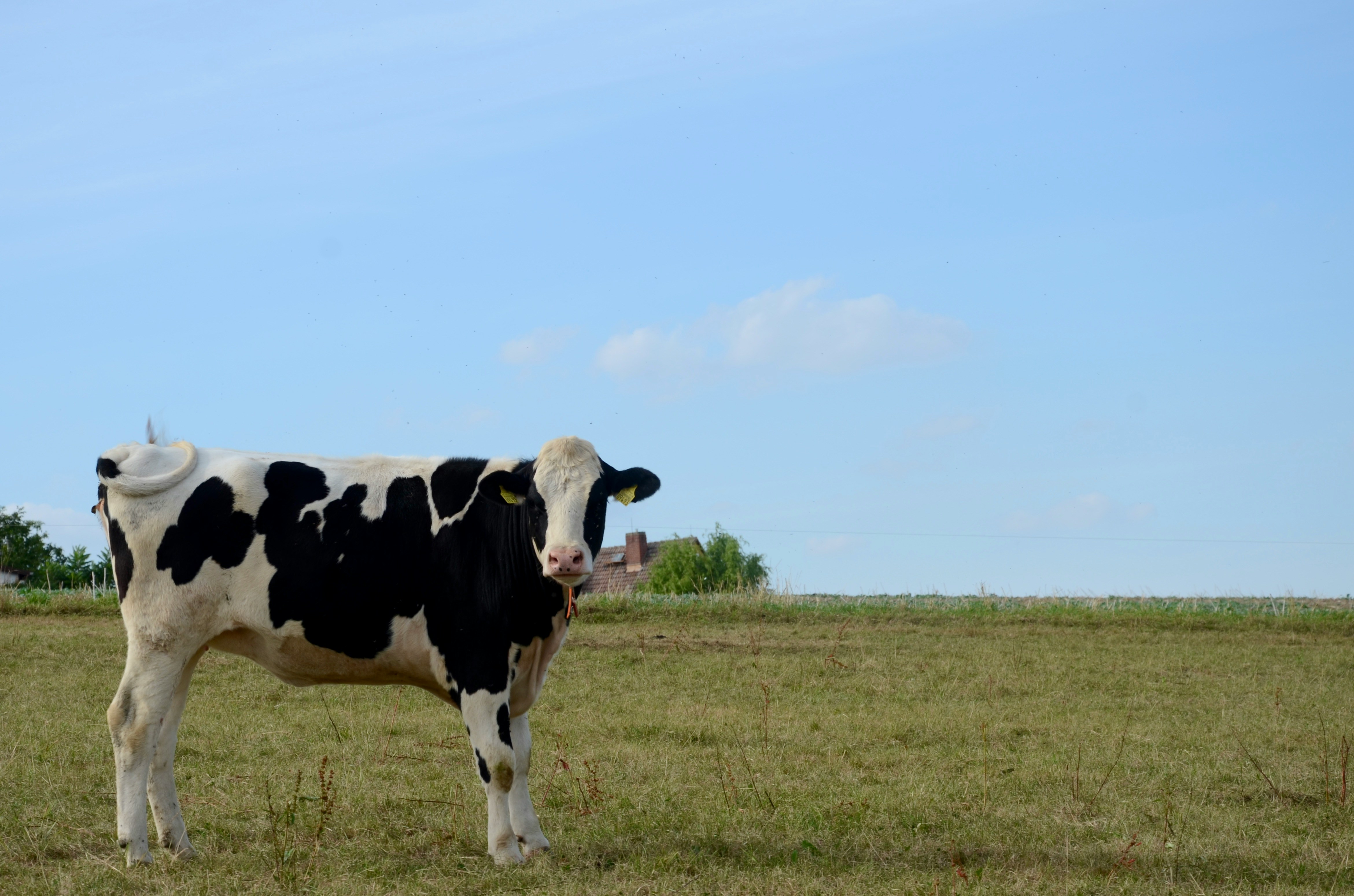 Cow