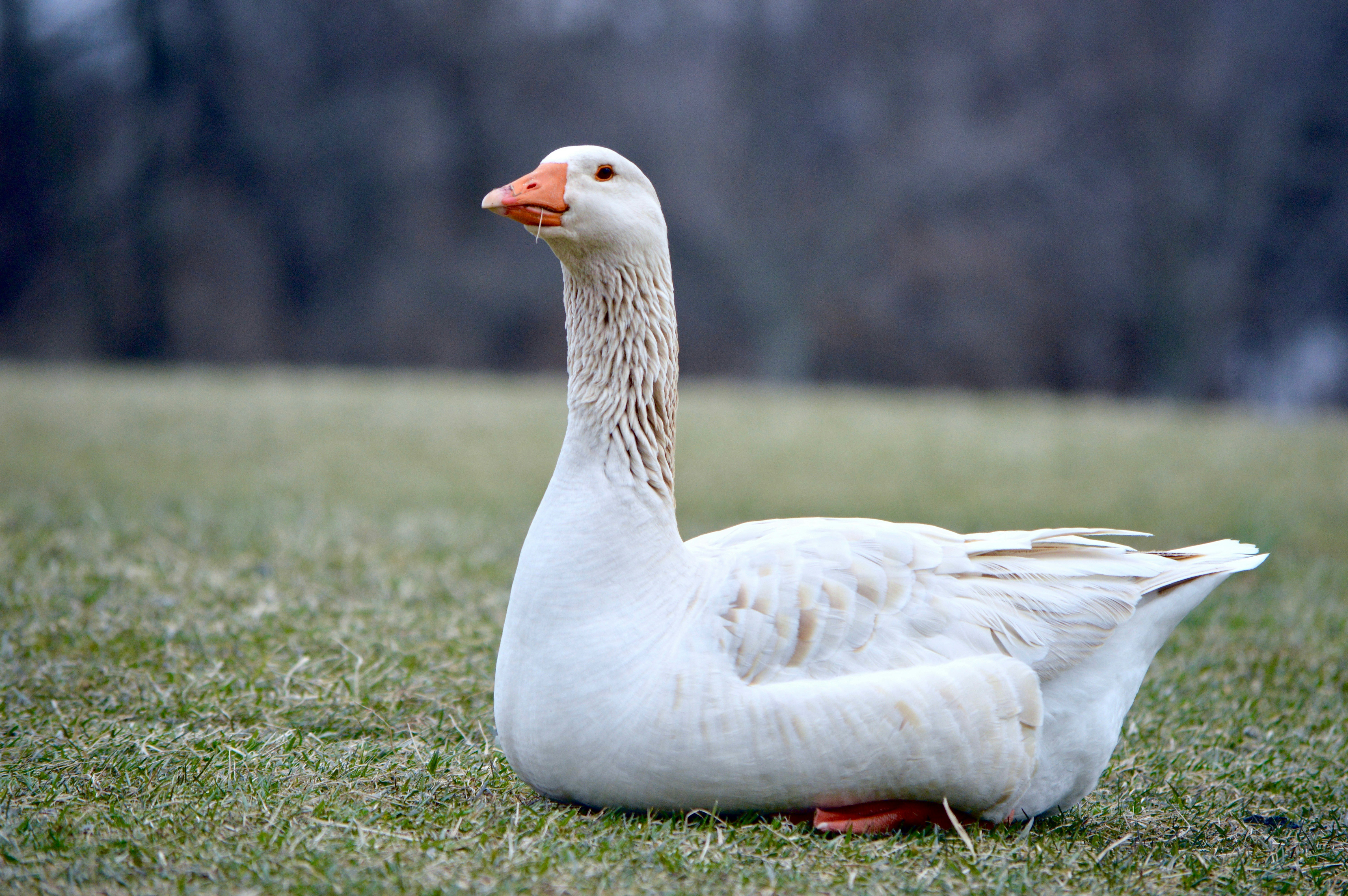 Goose