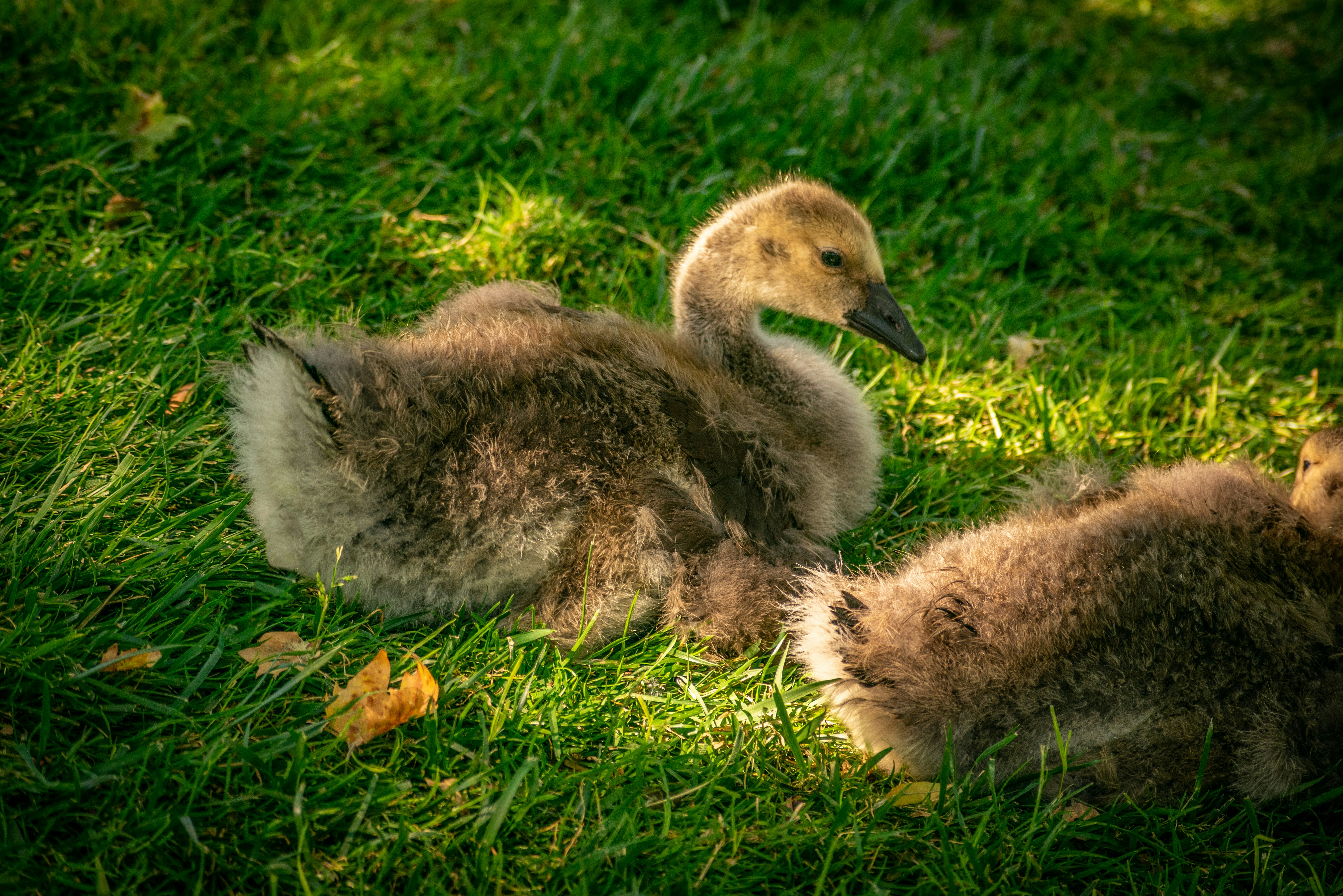 Gosling
