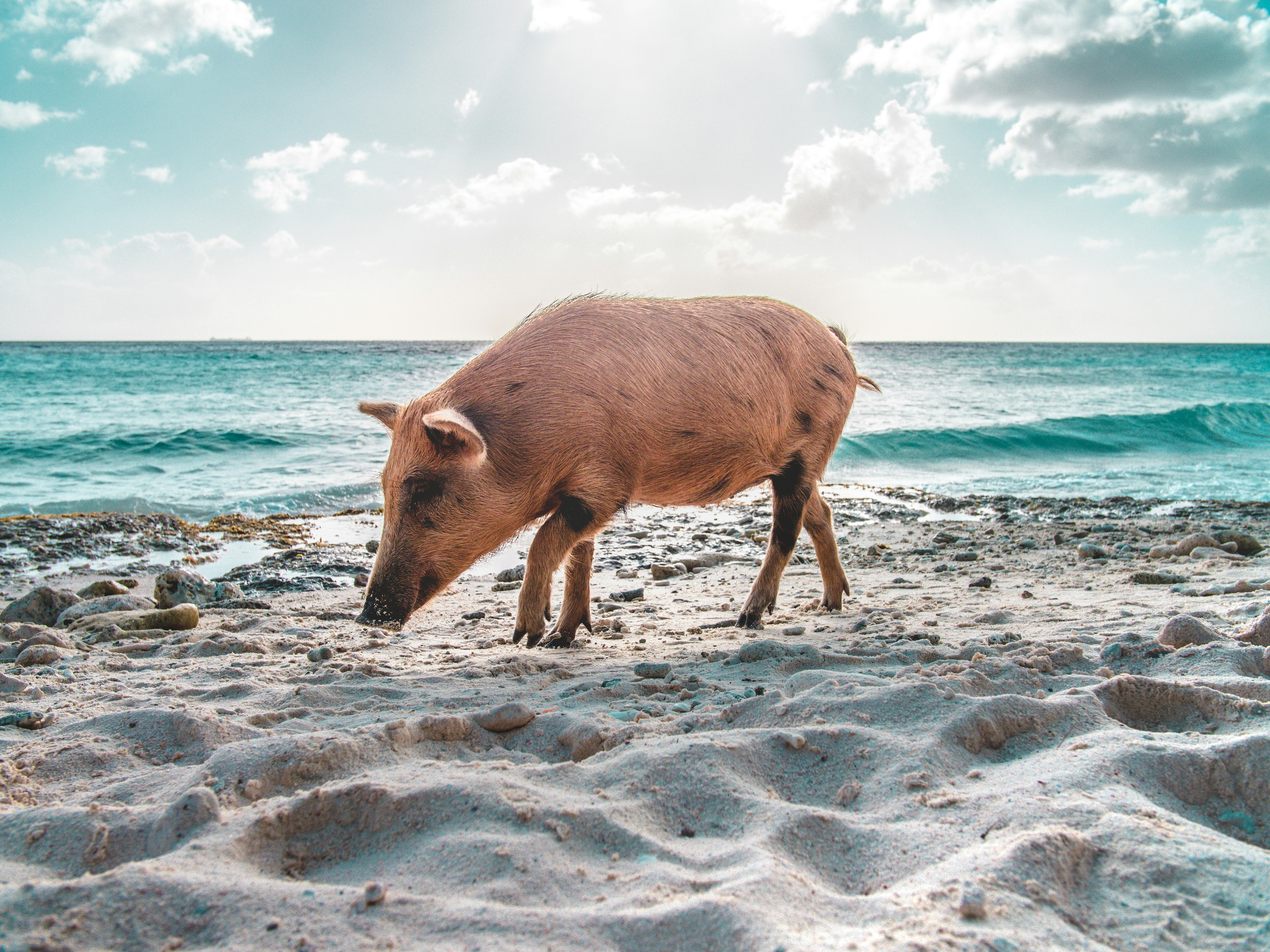 Pig