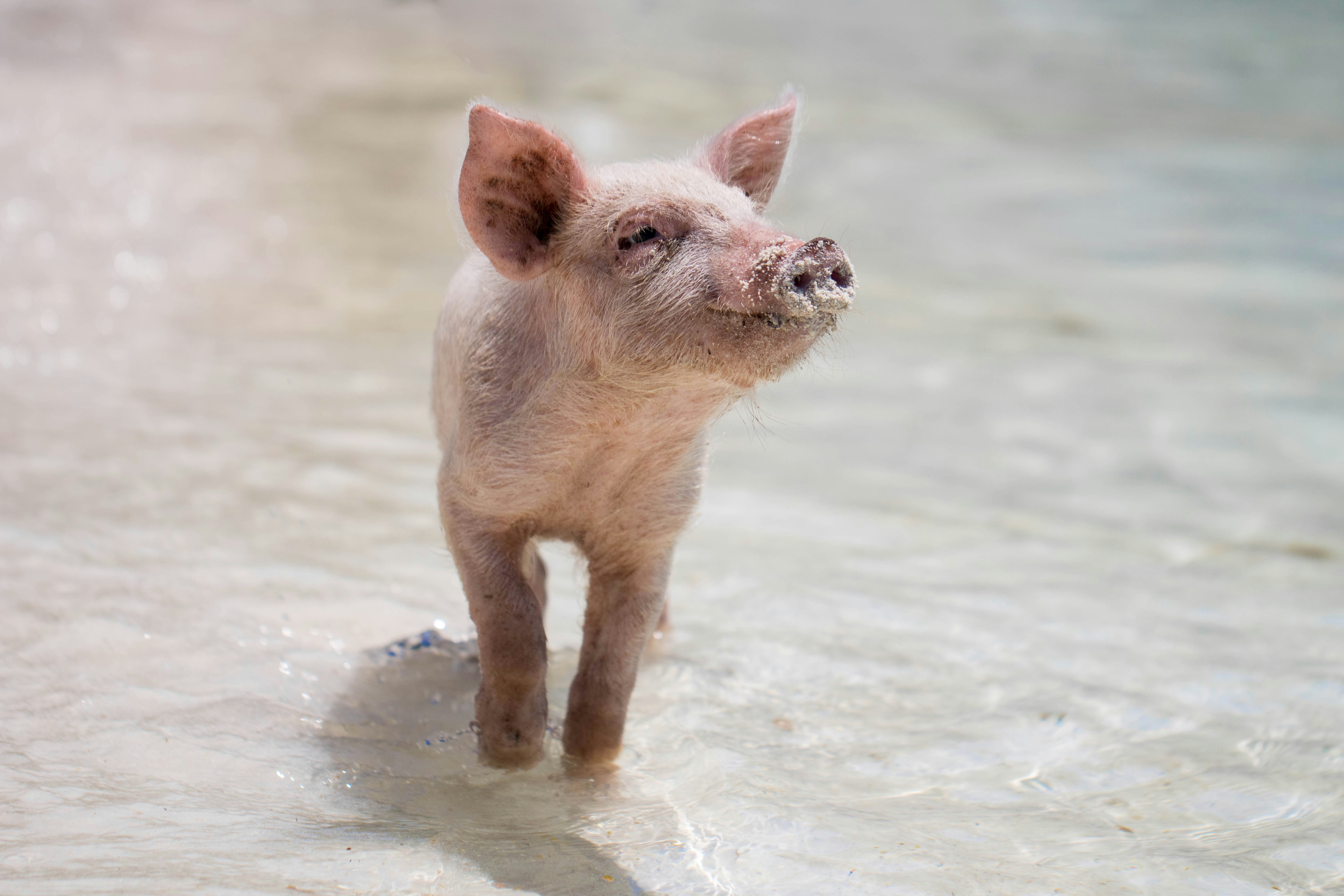 Piglet