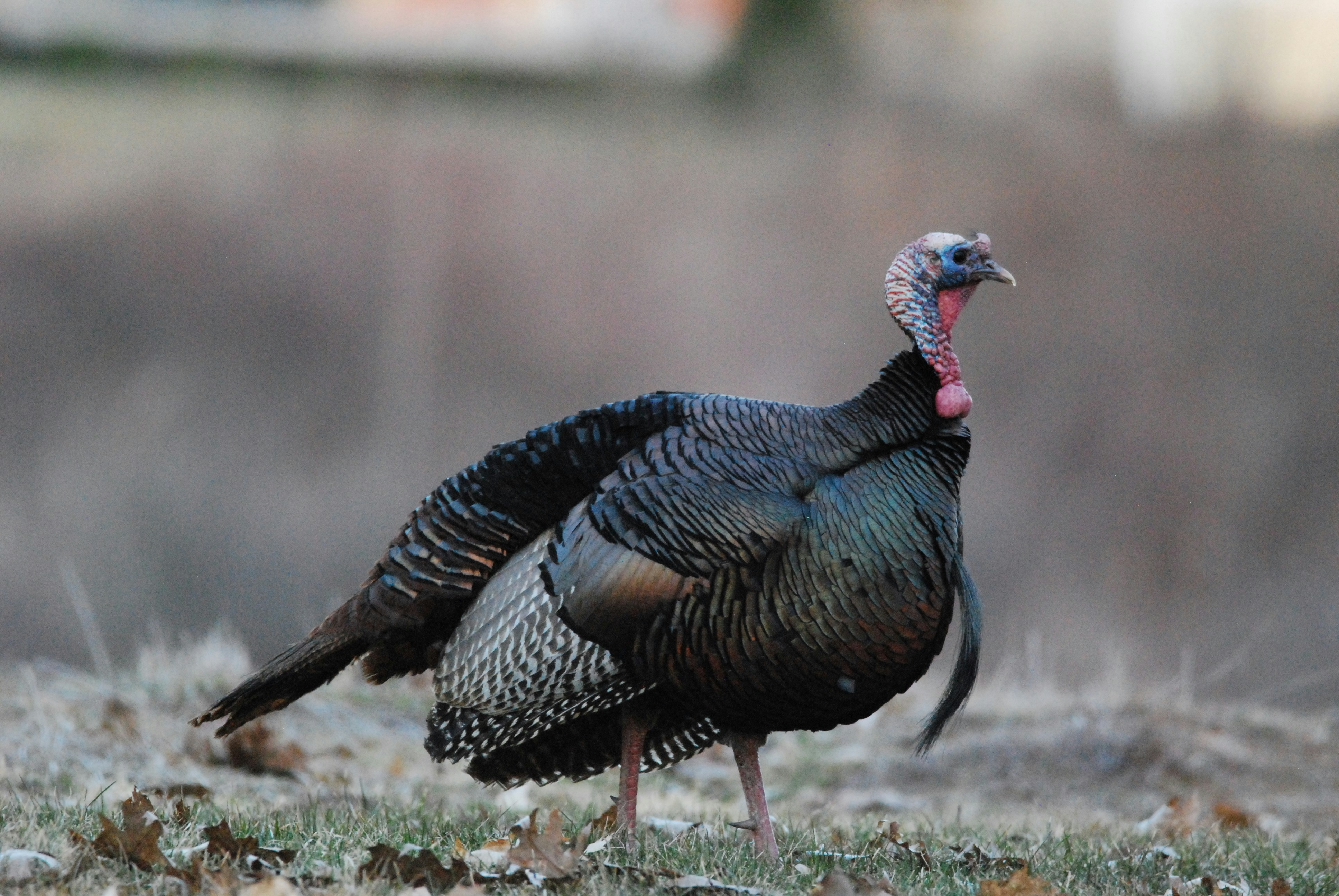 Turkey