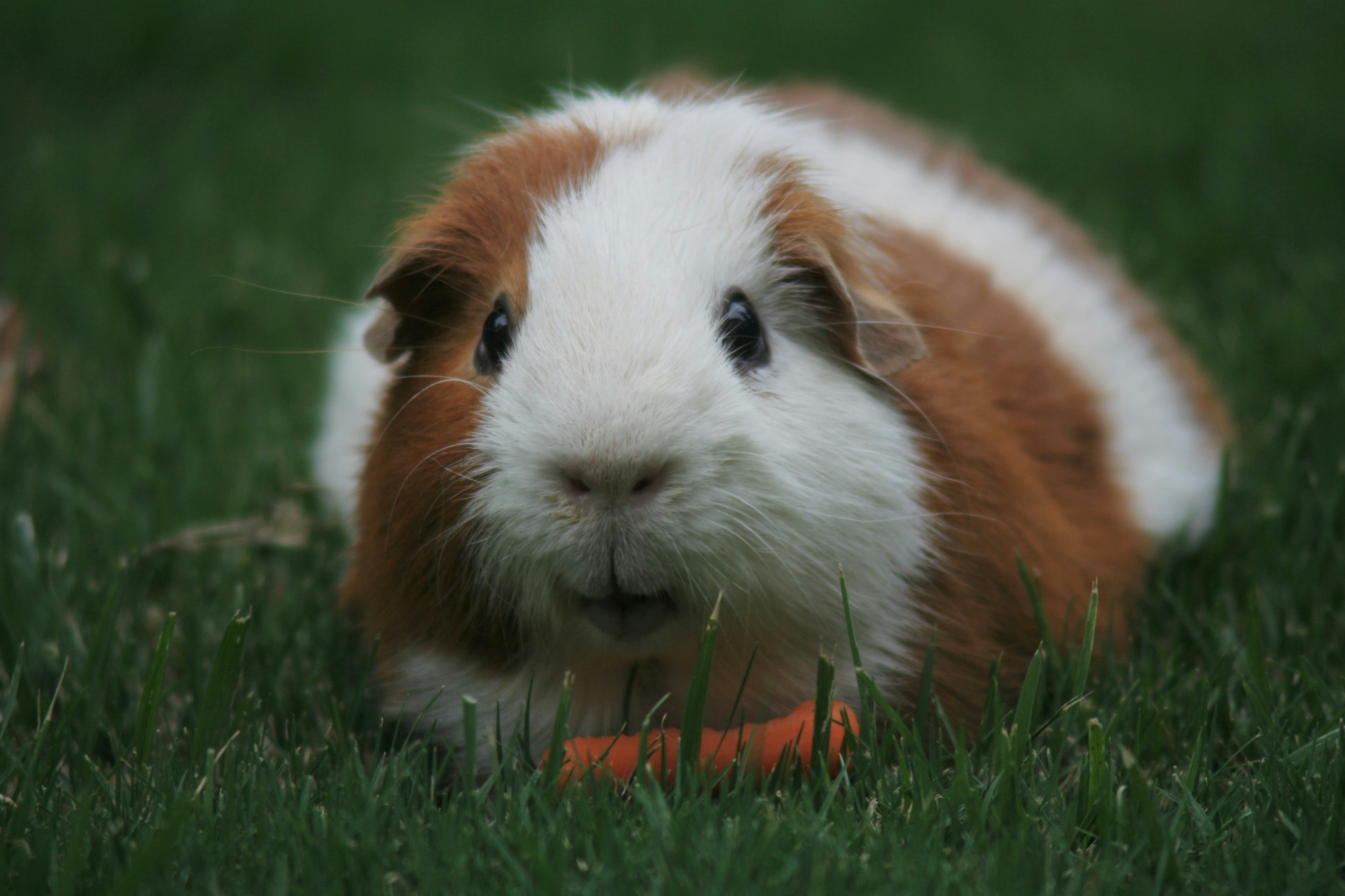 Guinea Pig