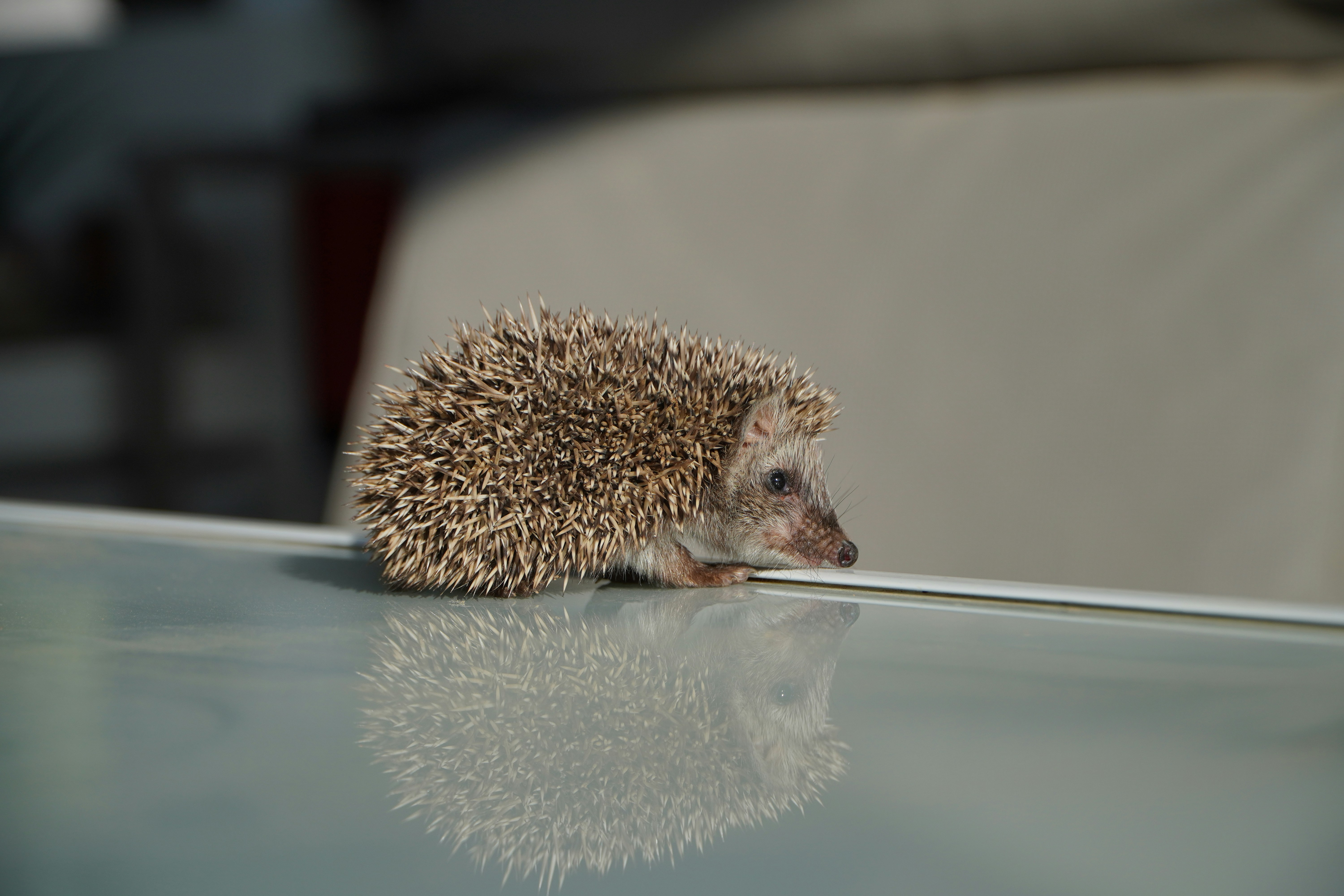 Hedgehog