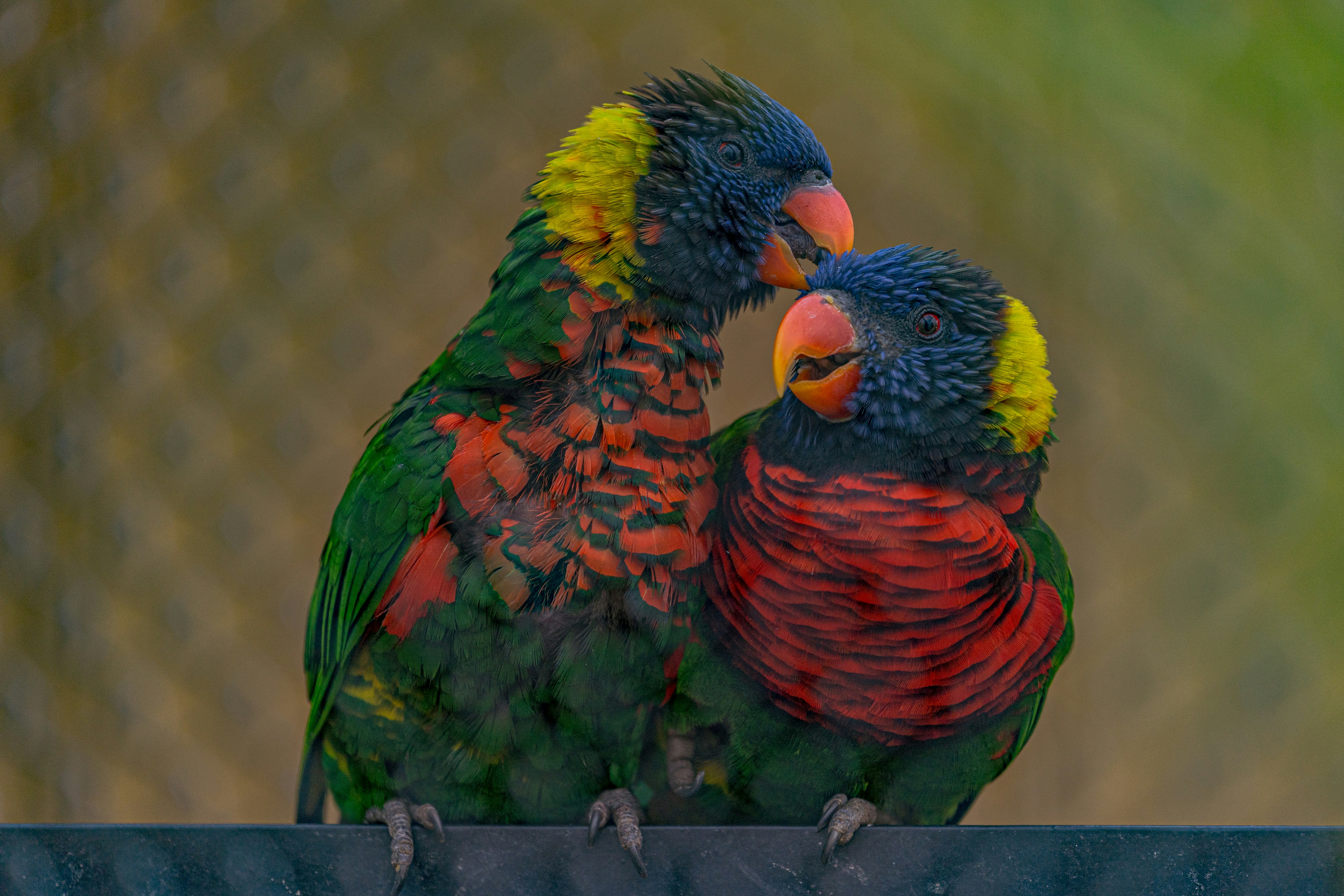 Lovebird