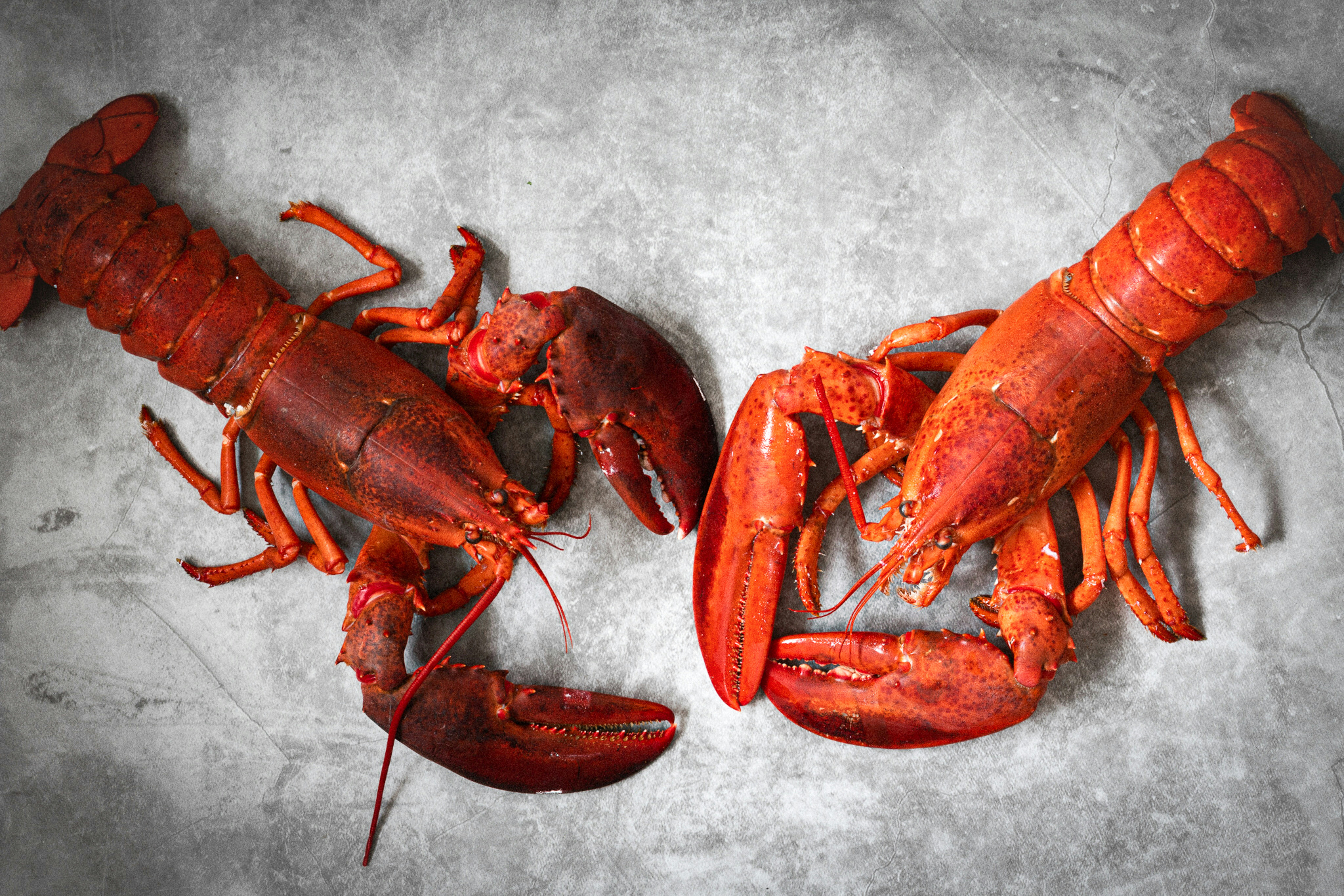 Lobster