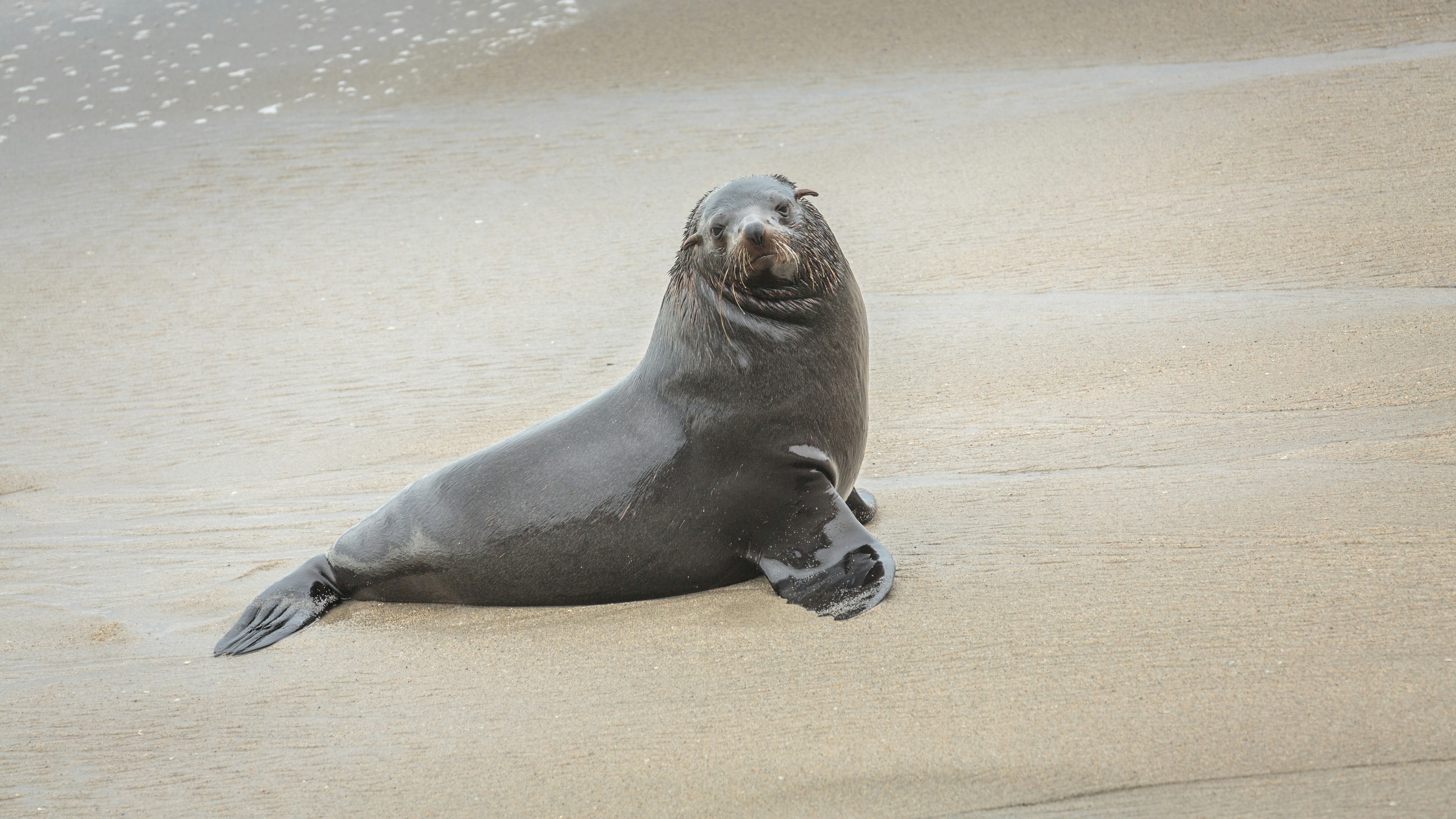 Sea lion