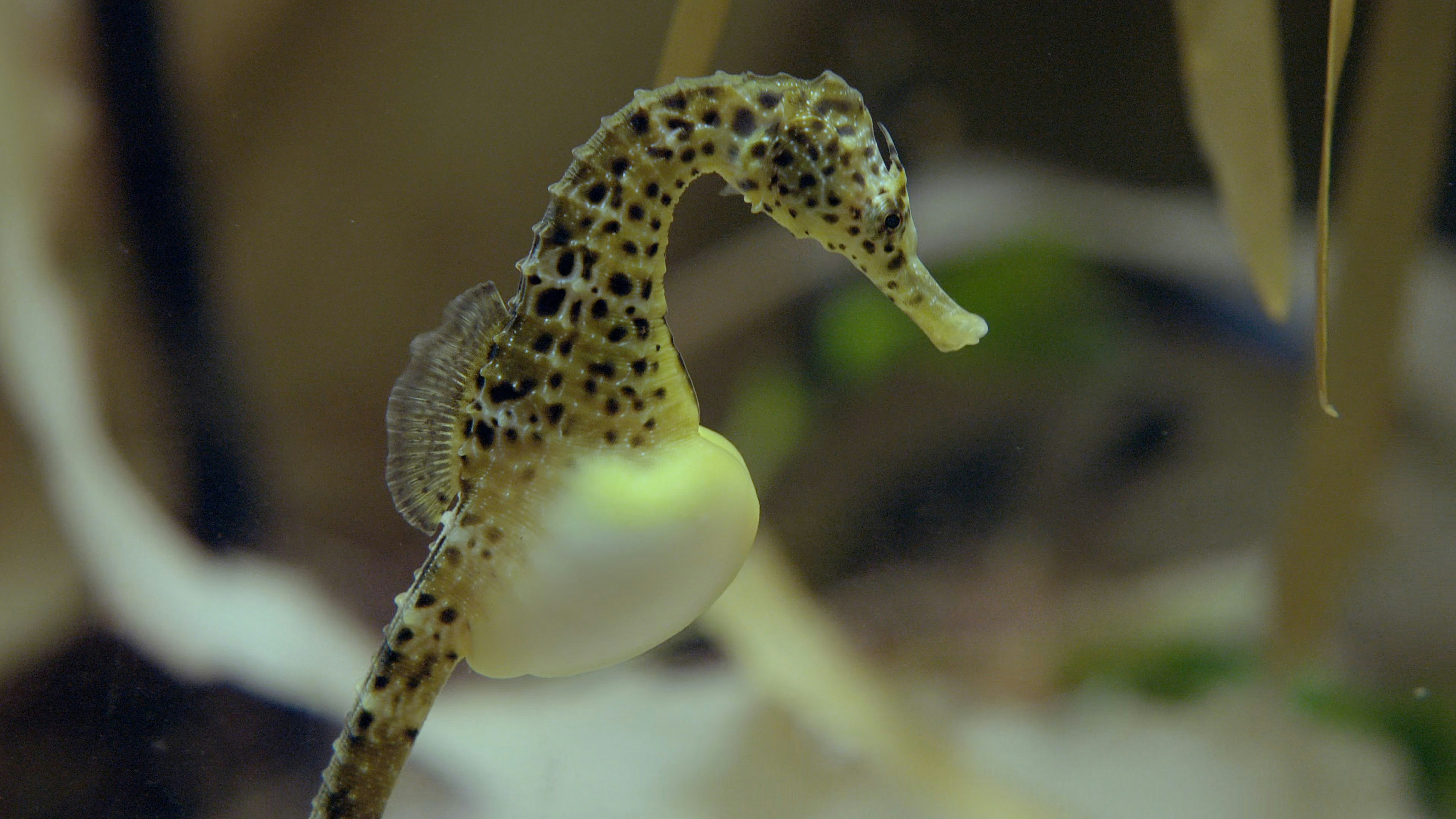 Seahorse
