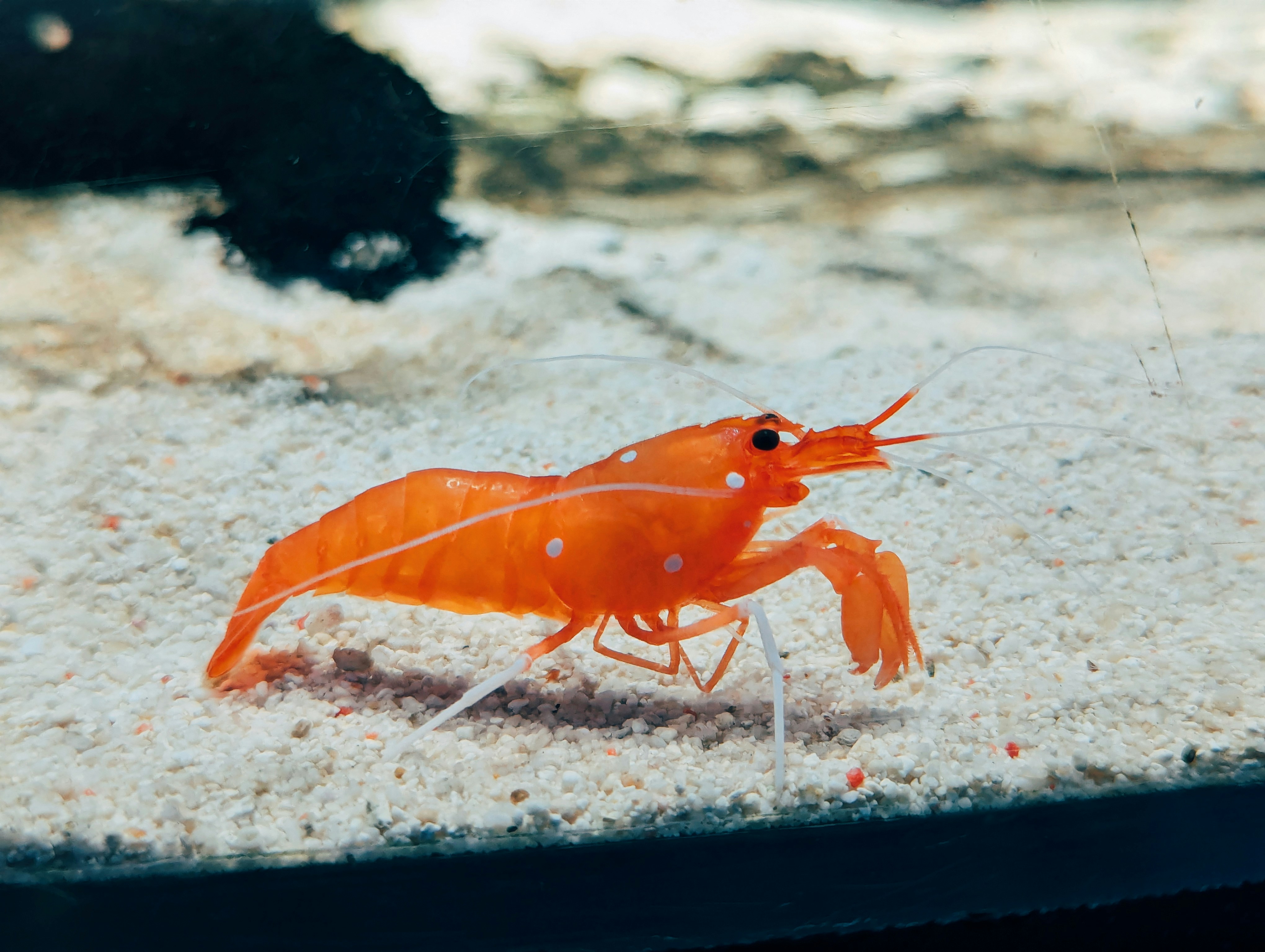 Shrimp