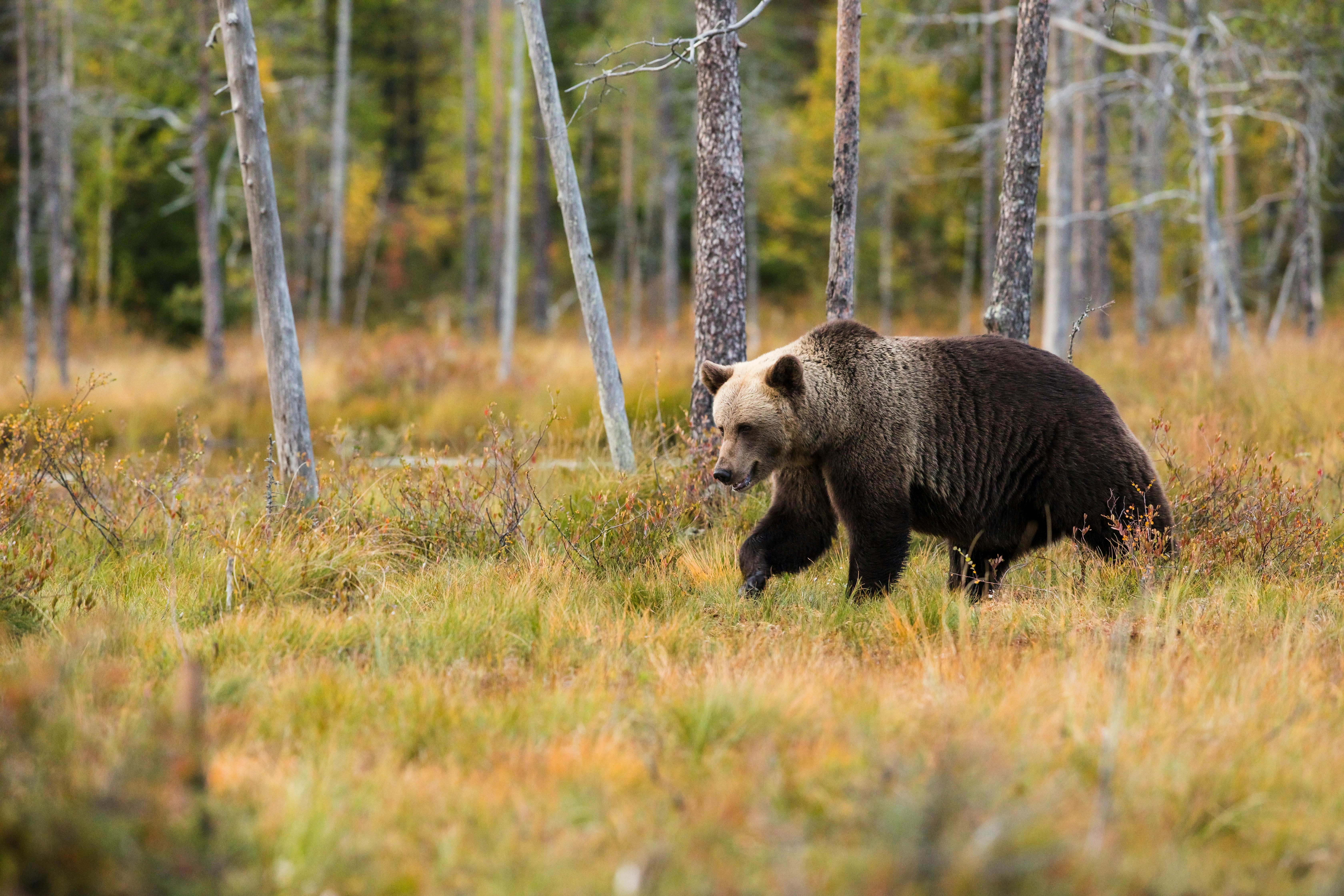 Bear