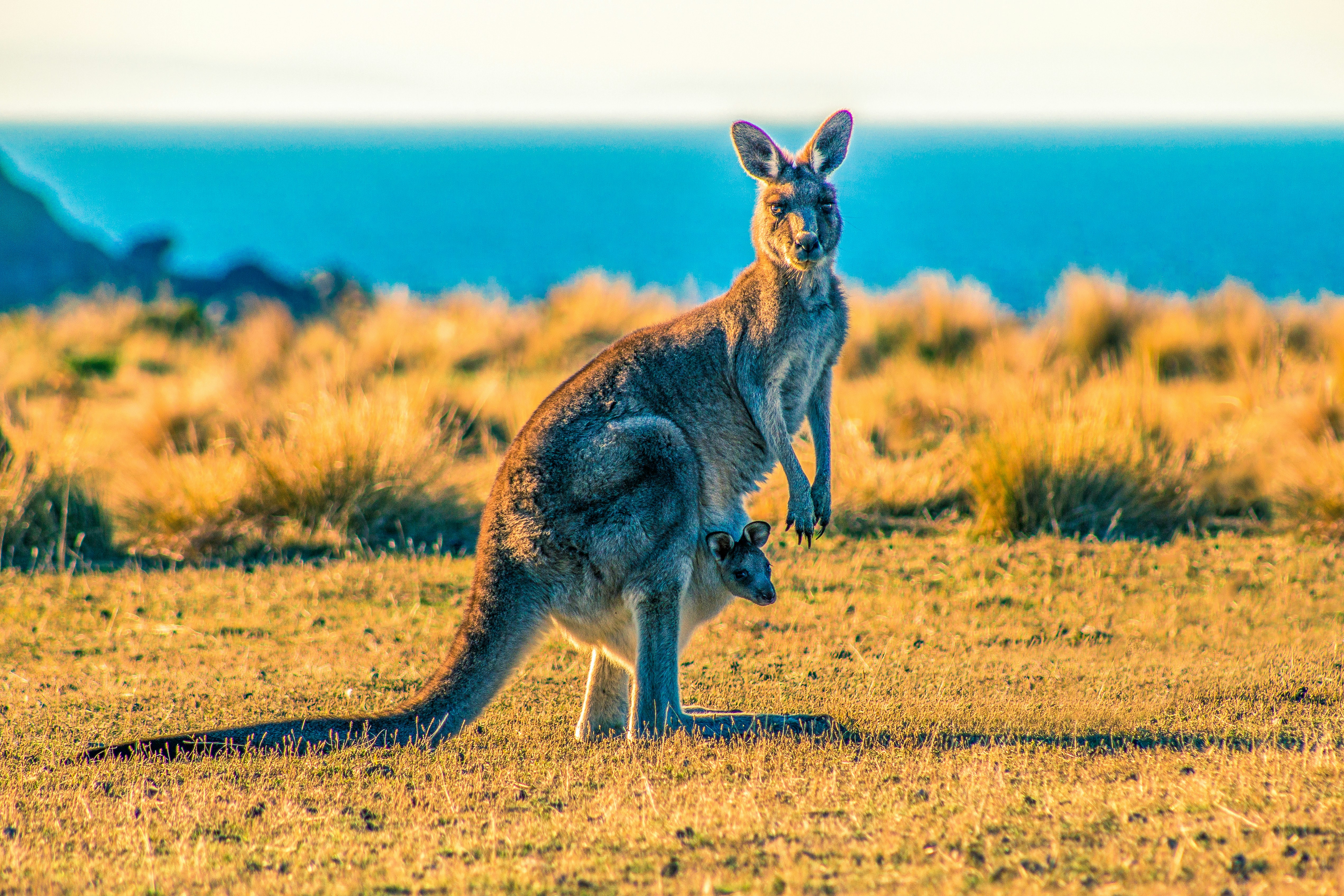 Kangaroo