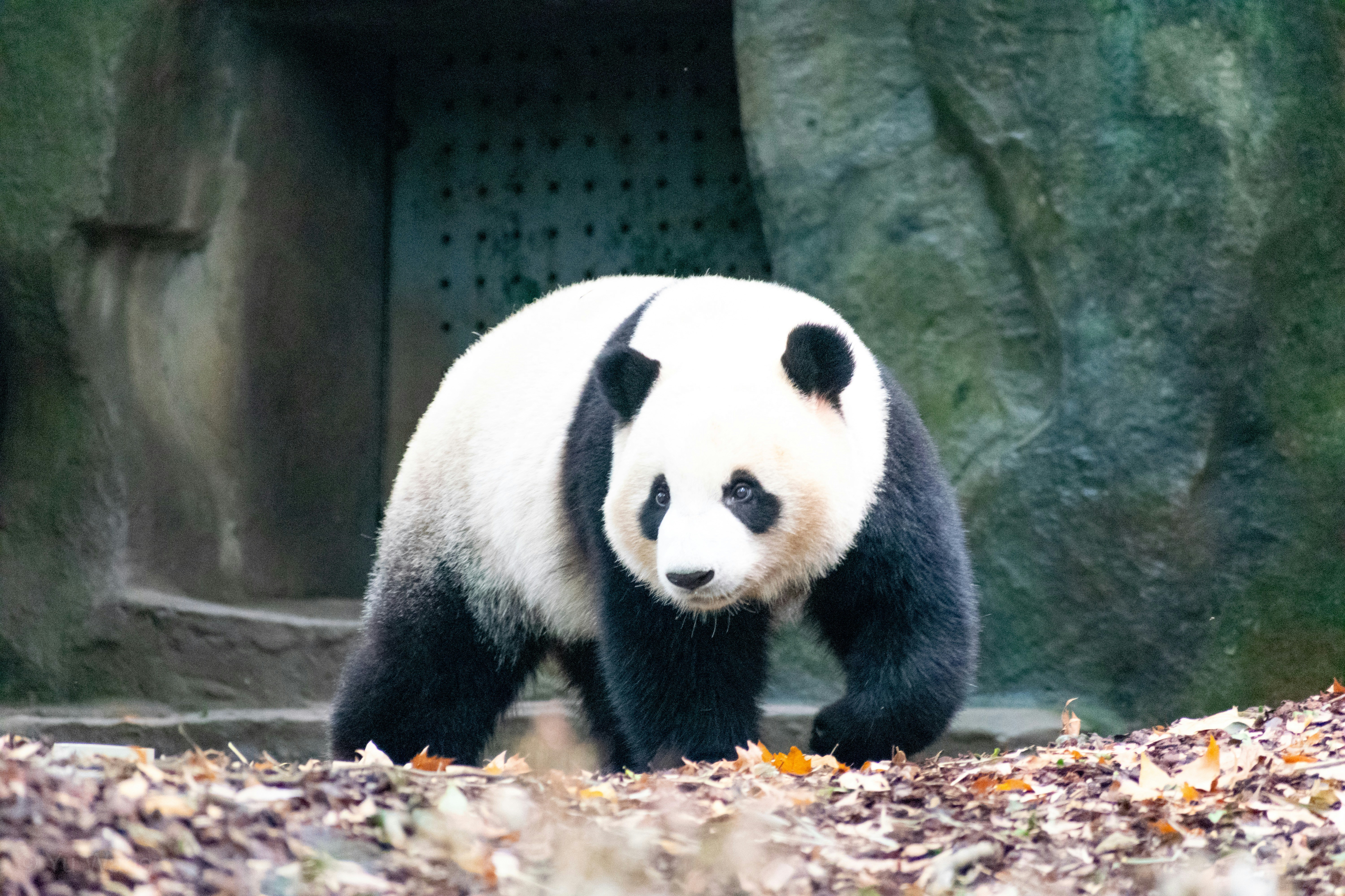 Panda