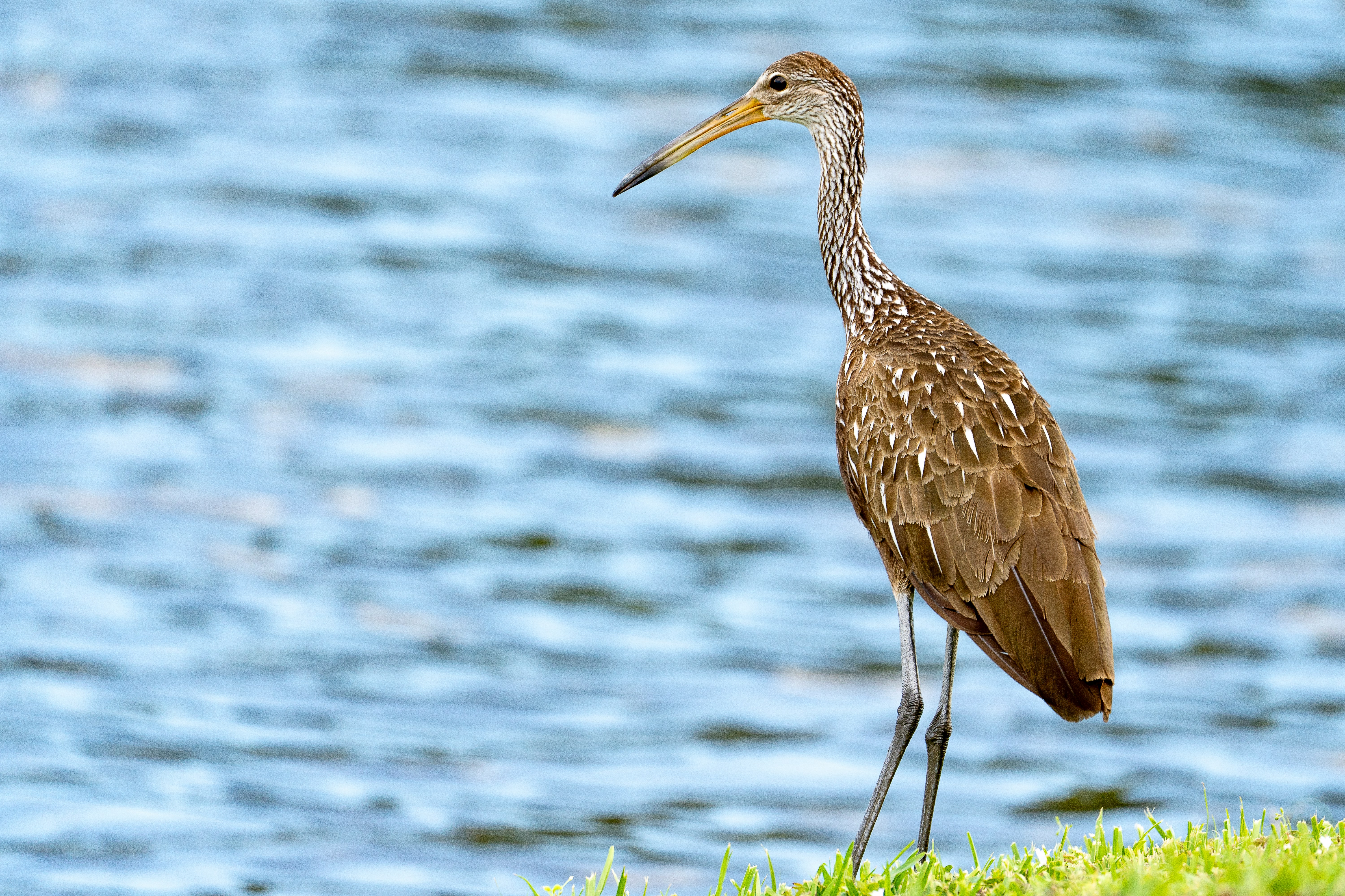 Crane