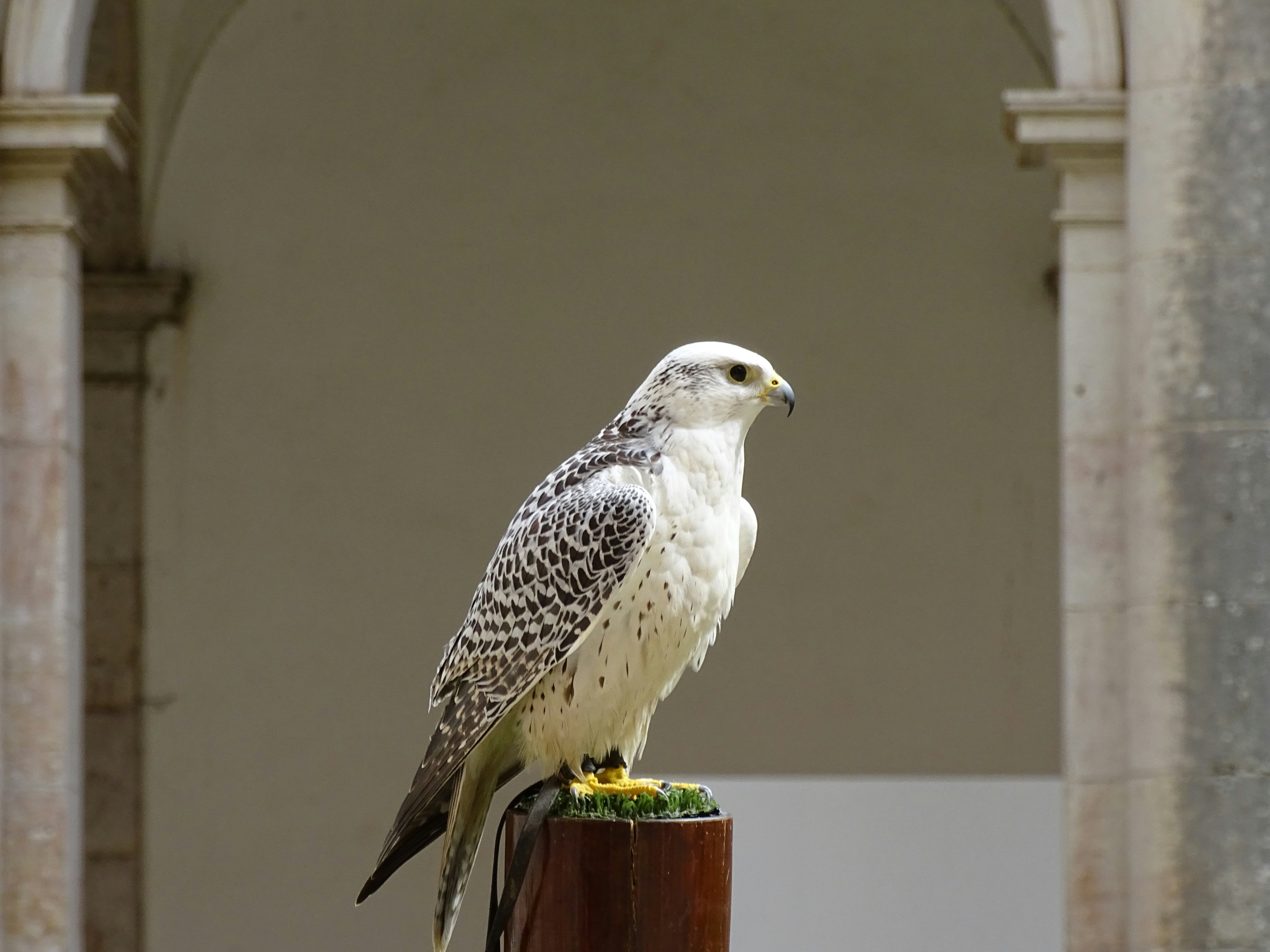 Falcon