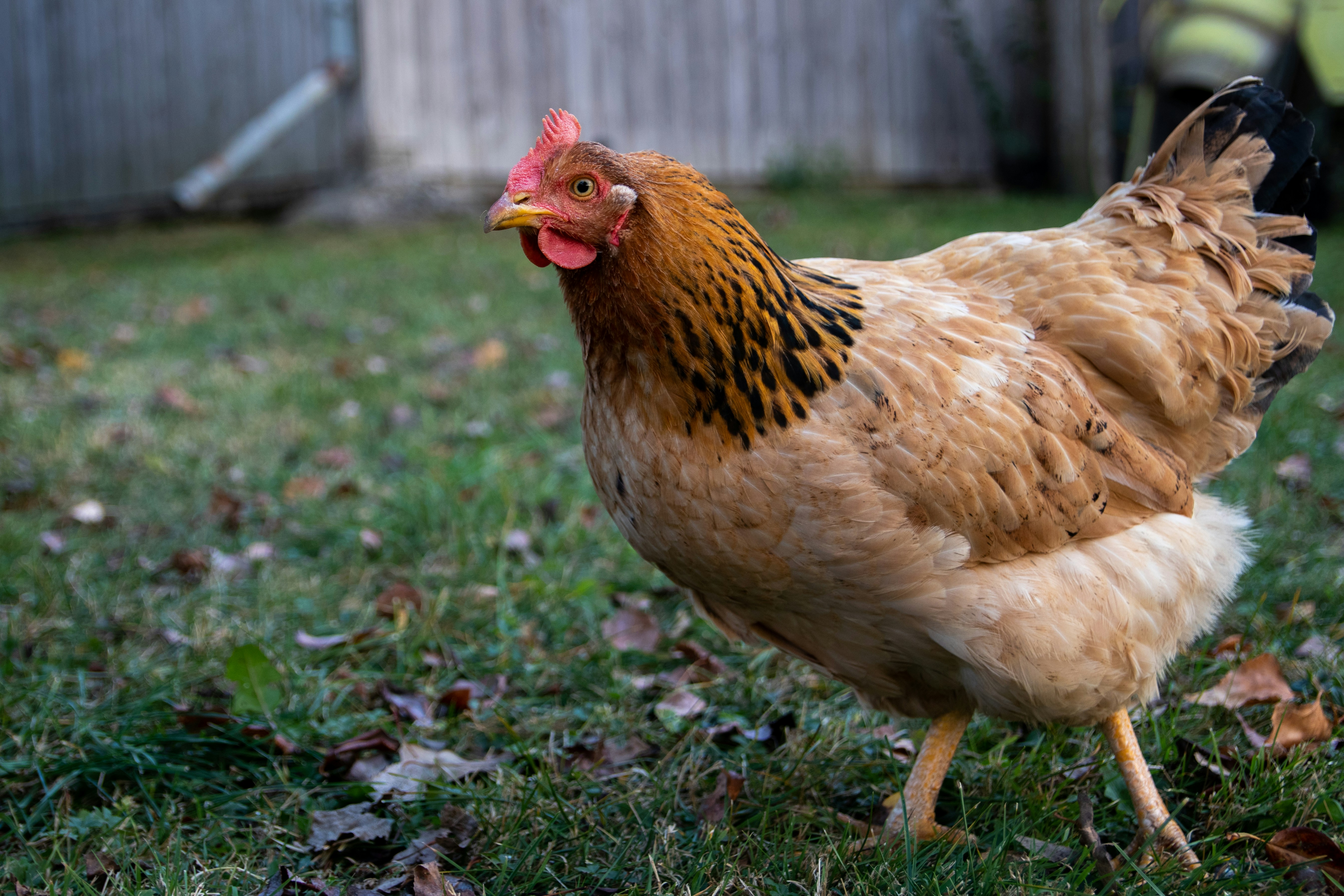 Hen