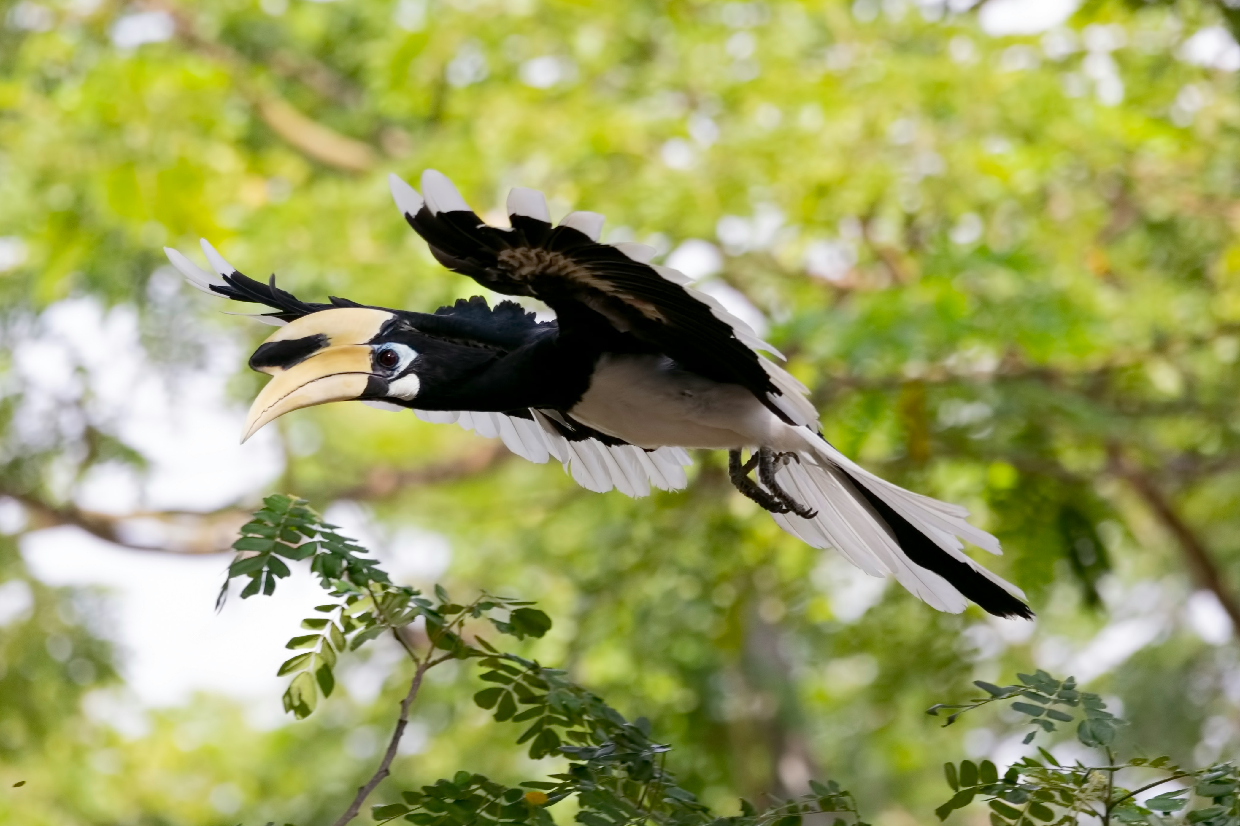 Hornbill
