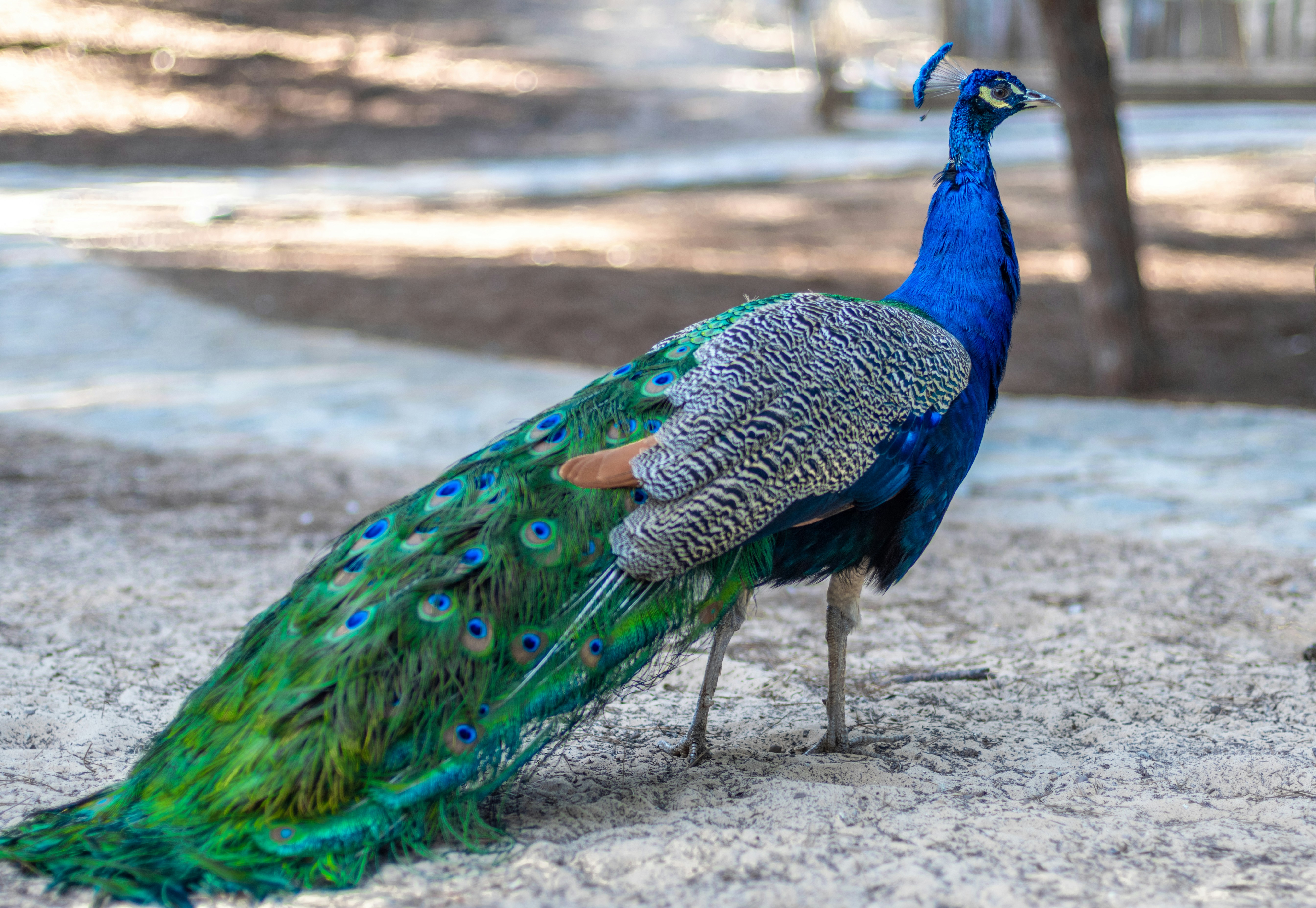 Peacock