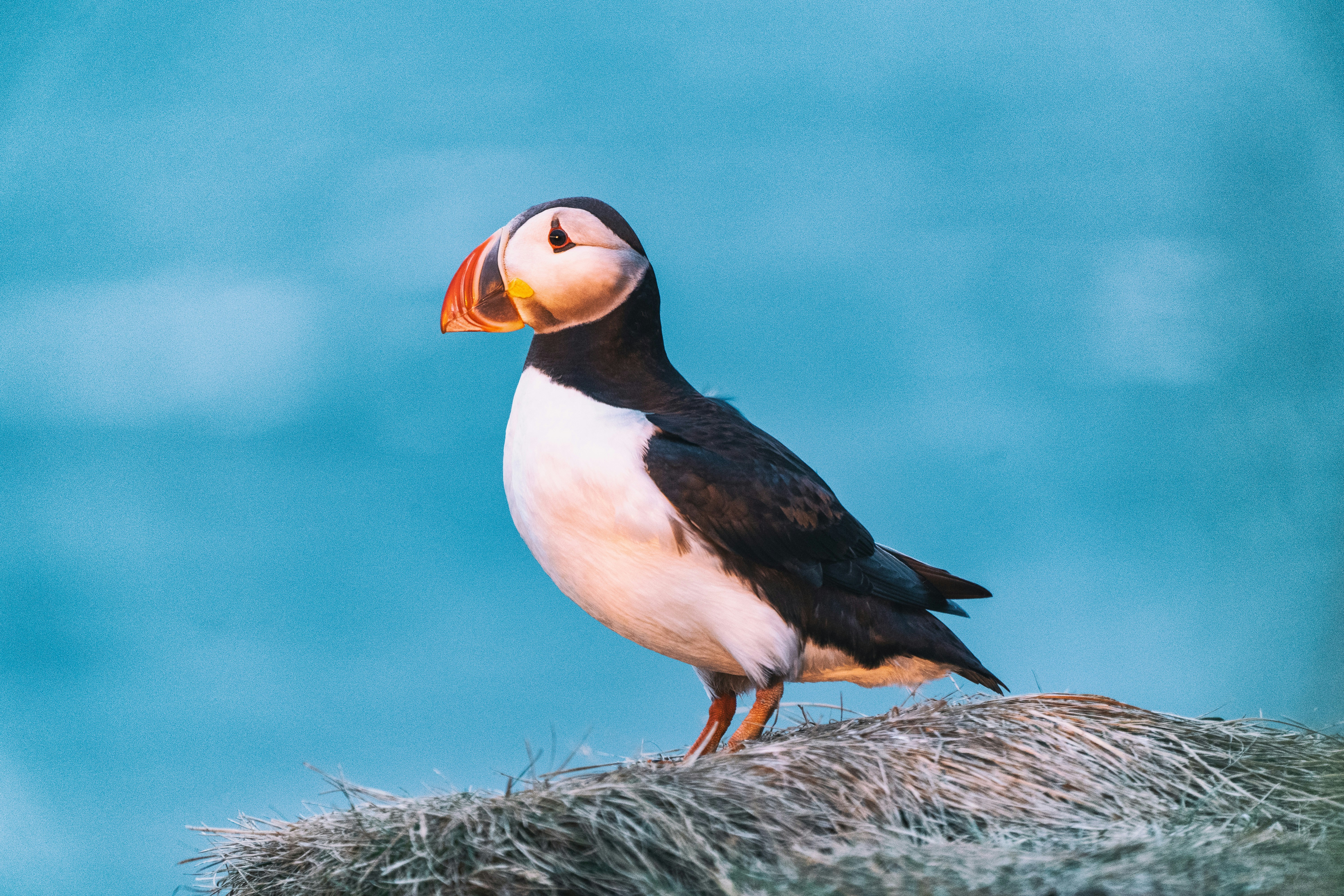 Puffin