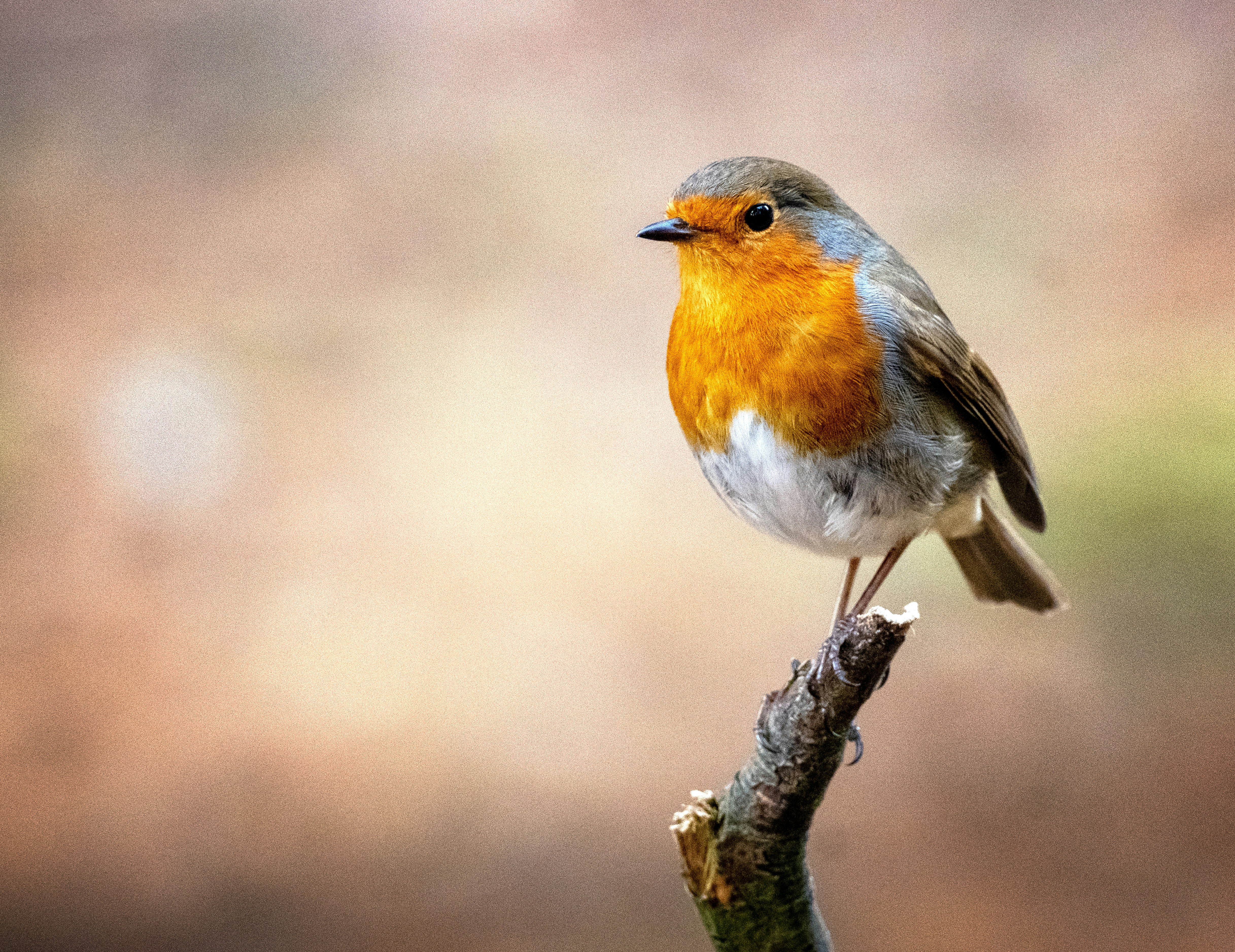 Robin