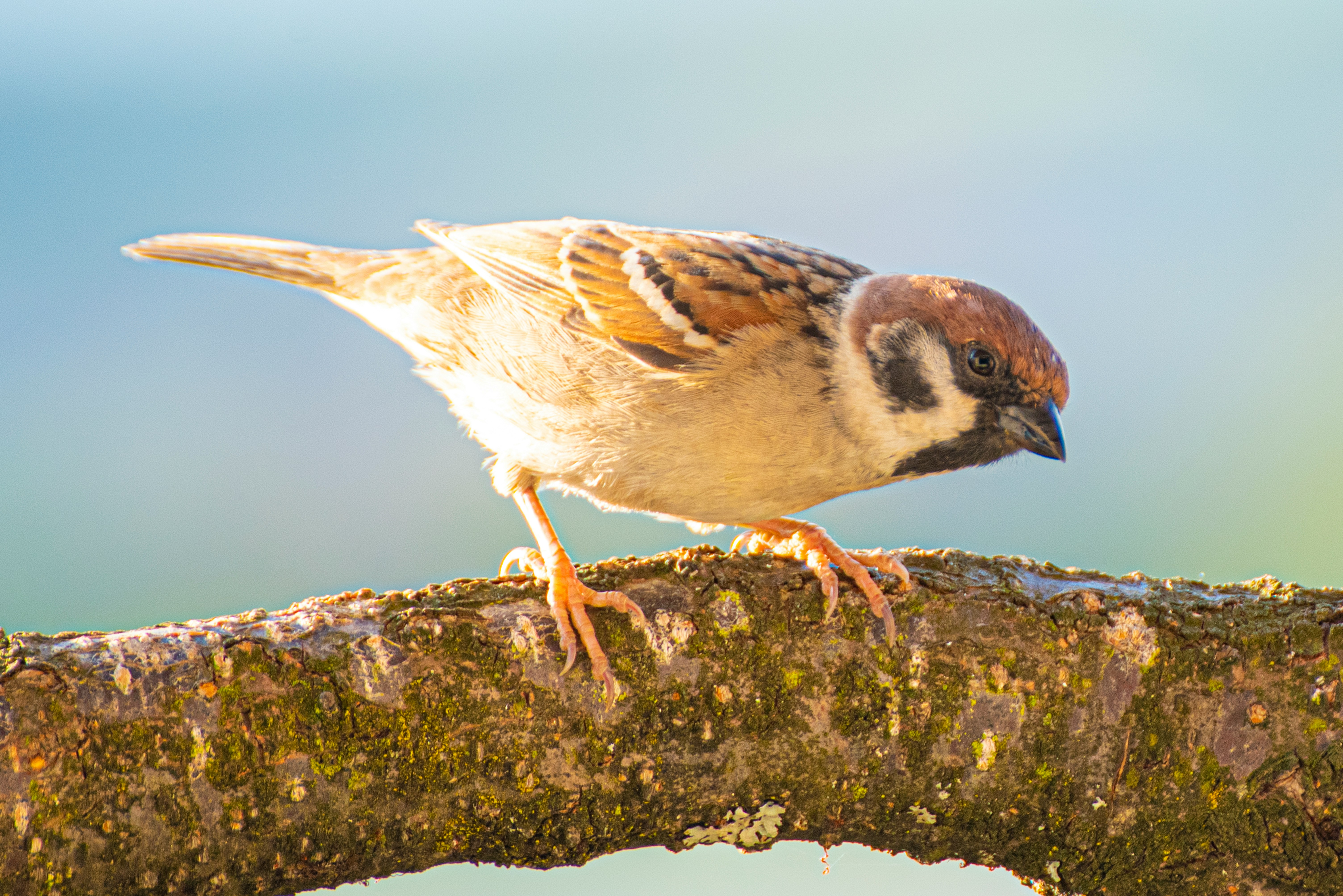 Sparrow