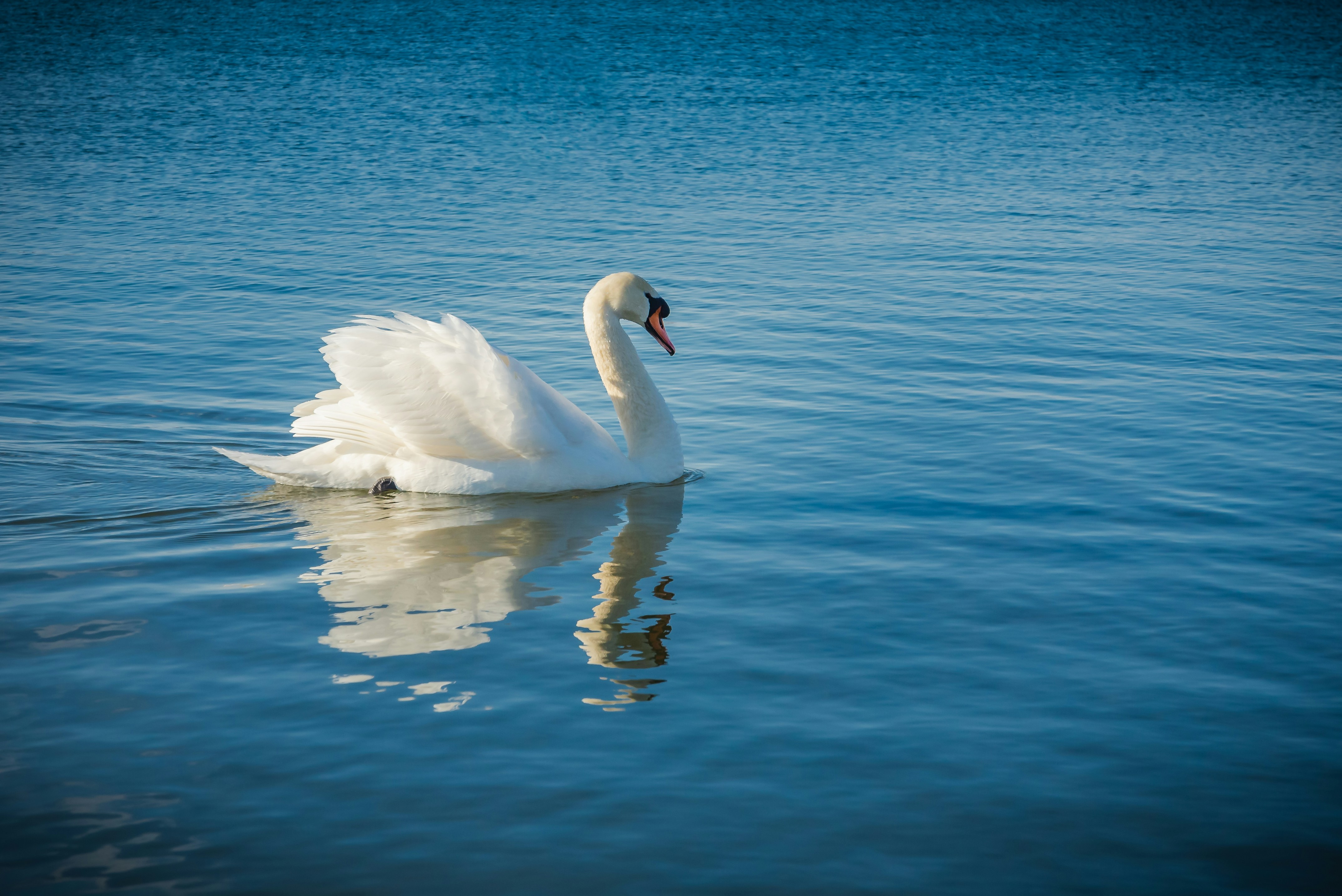 Swan