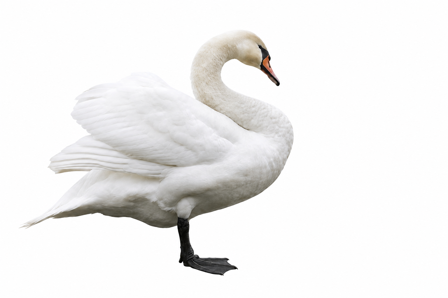 Swan icon