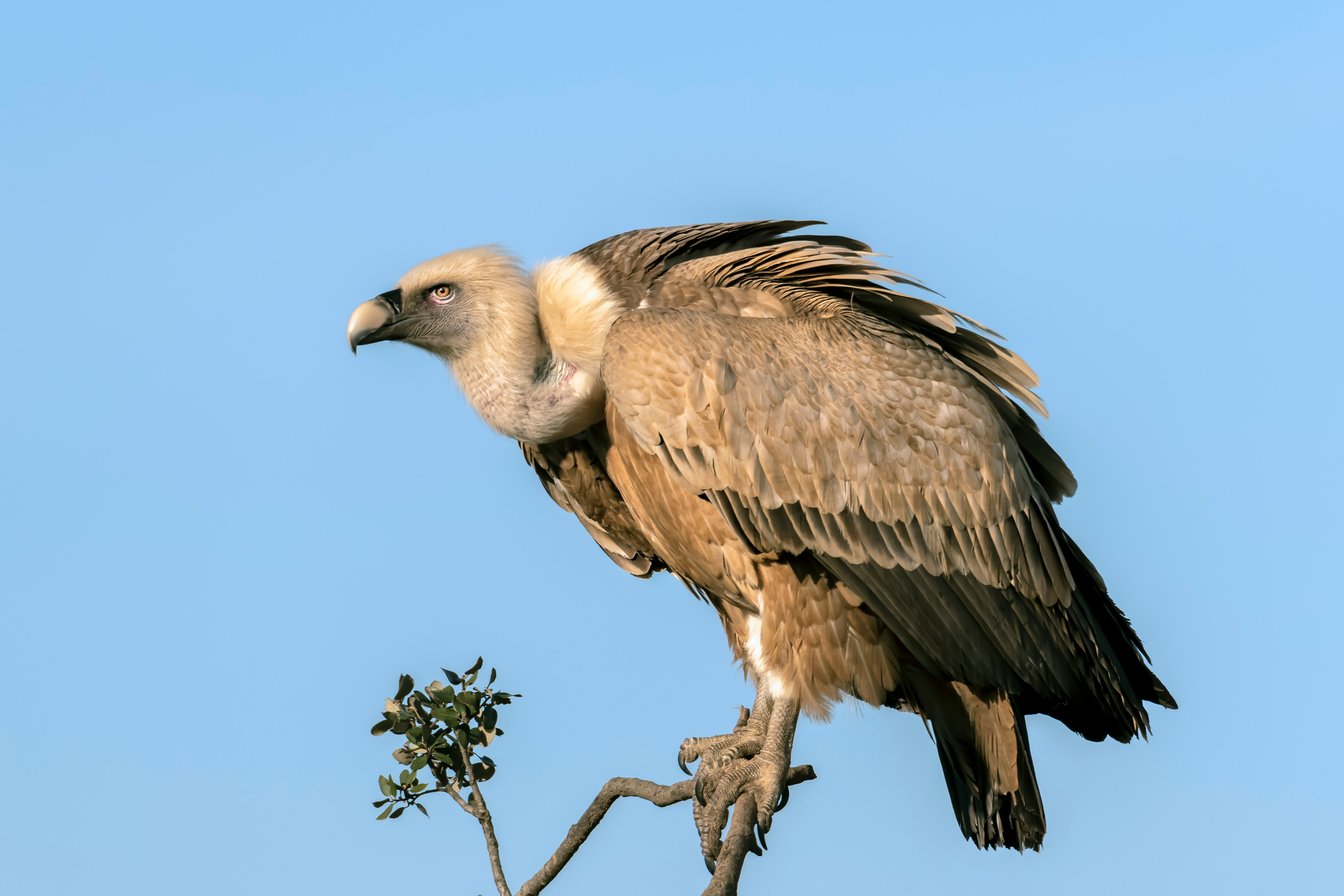 Vulture