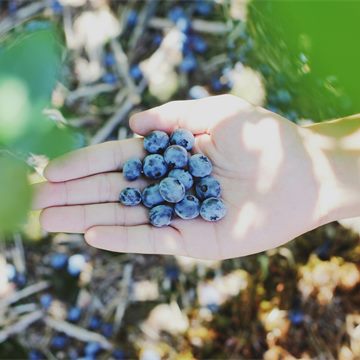 Blueberry icon