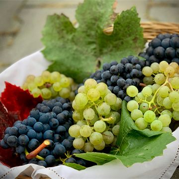 Grapes icon
